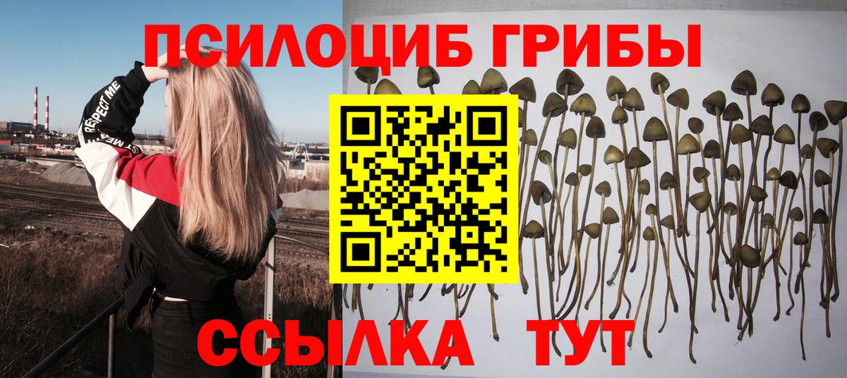 Галлюциногенные грибы Psilocybine cubensis Будённовск