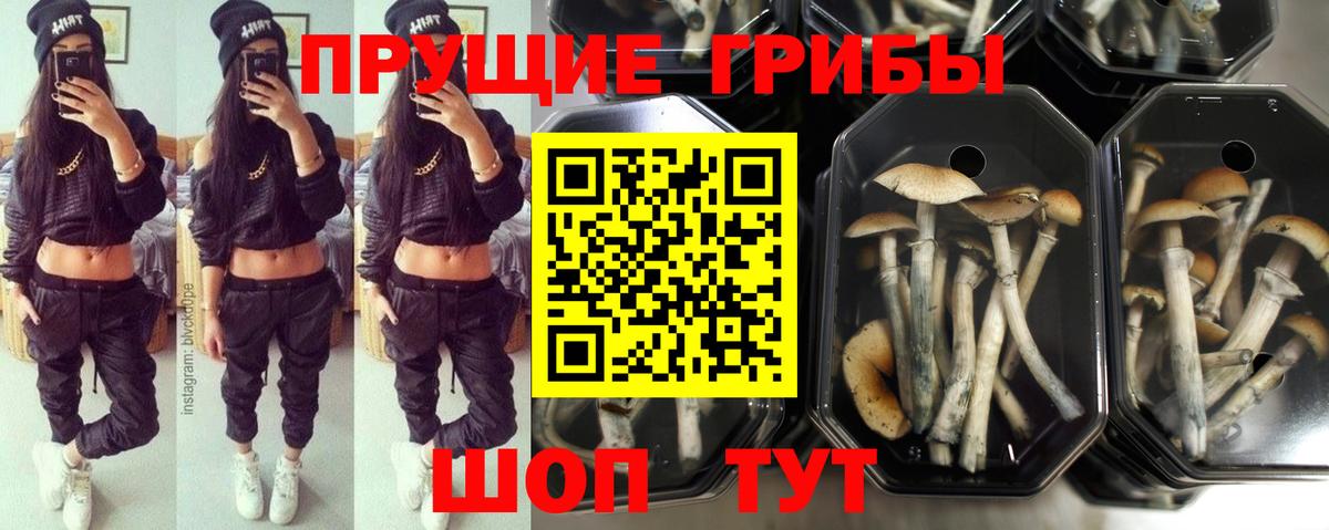 Псилоцибиновые грибы GOLDEN TEACHER  Будённовск  Галлюциногенные грибы Psilocybe 